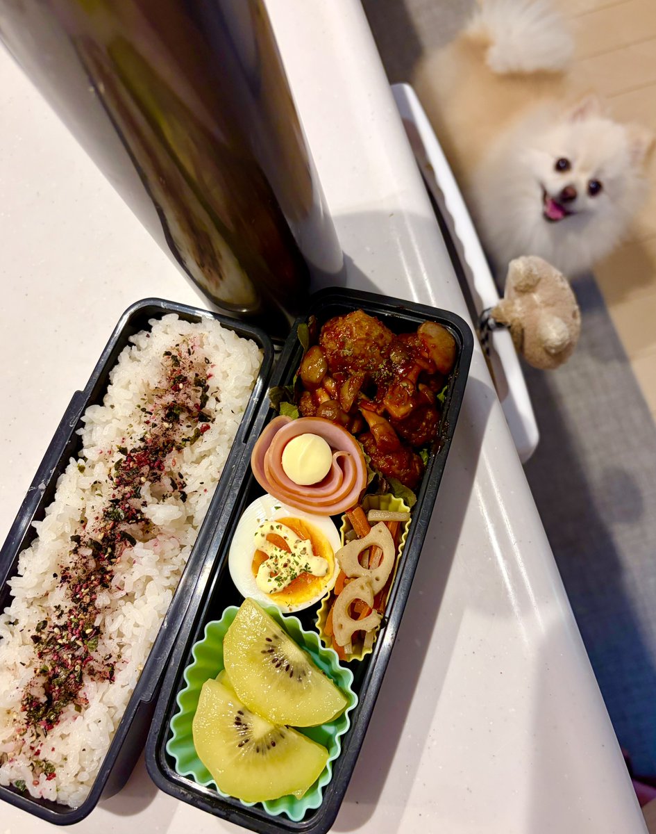 bento_inu's tweet photo. 7月25日(土)☀️
1弁〜

ミートボール
ゆでたまご
きんぴらごぼう
ベビチハム巻き
キウイ🥝

外に出たくなさすぎて冷蔵庫も冷凍庫も底をつきそう🫠
犬氏ですら散歩行きたくなさげな今日この頃…

#弁当  #男子弁当 #旦那弁当  #センスゼロ  #ポメラニアン #犬 https://t.co/1rSxpRAkqt