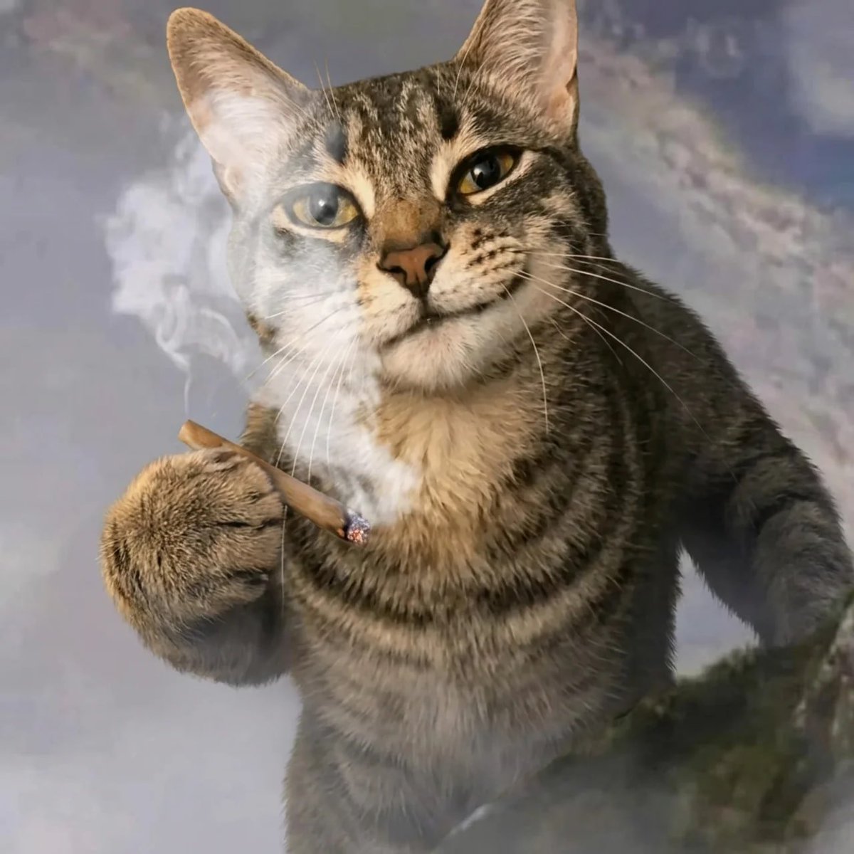 Giggly23SOL's tweet photo. 😼 https://t.co/AIIB7dd5Ix