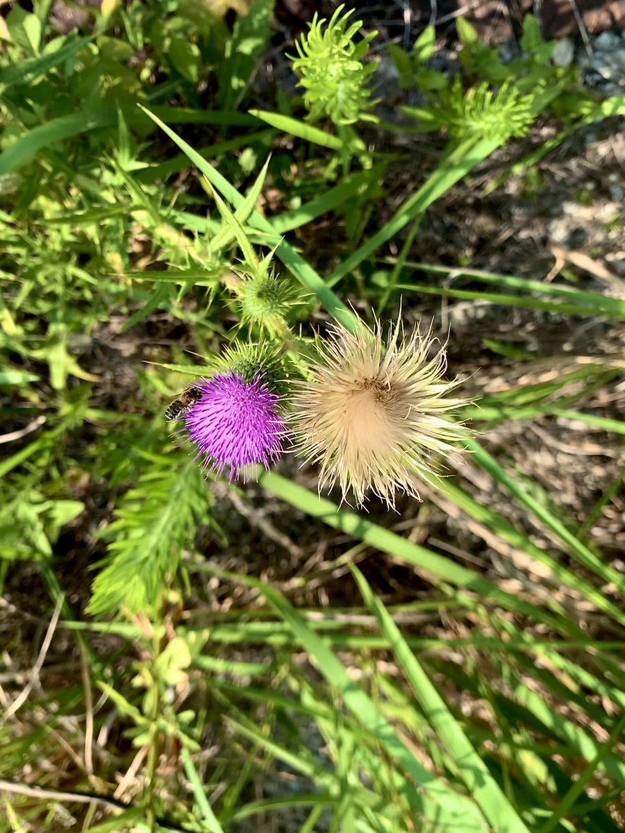 kn_book_service's tweet photo. 自然は素晴らしい

緑と紫のコントラスト

蜜を求める虫

#ご近所の花 https://t.co/LXPxbcLcf7