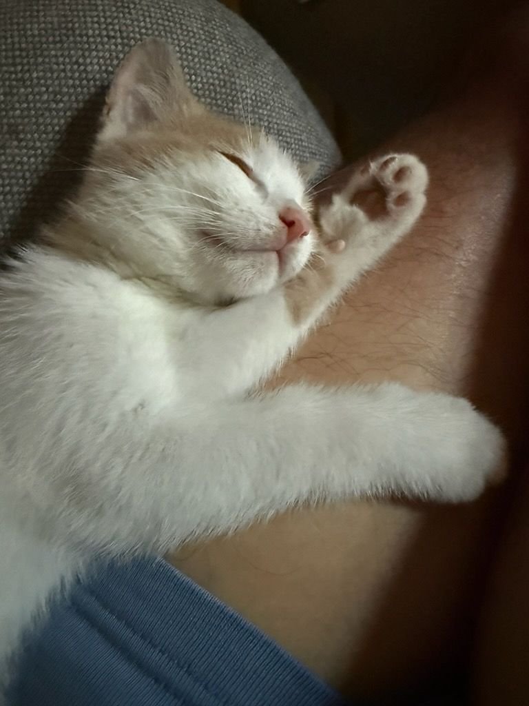 ghuzts's tweet photo. new family member soon 💗🥺 https://t.co/o34eDJAXnL
