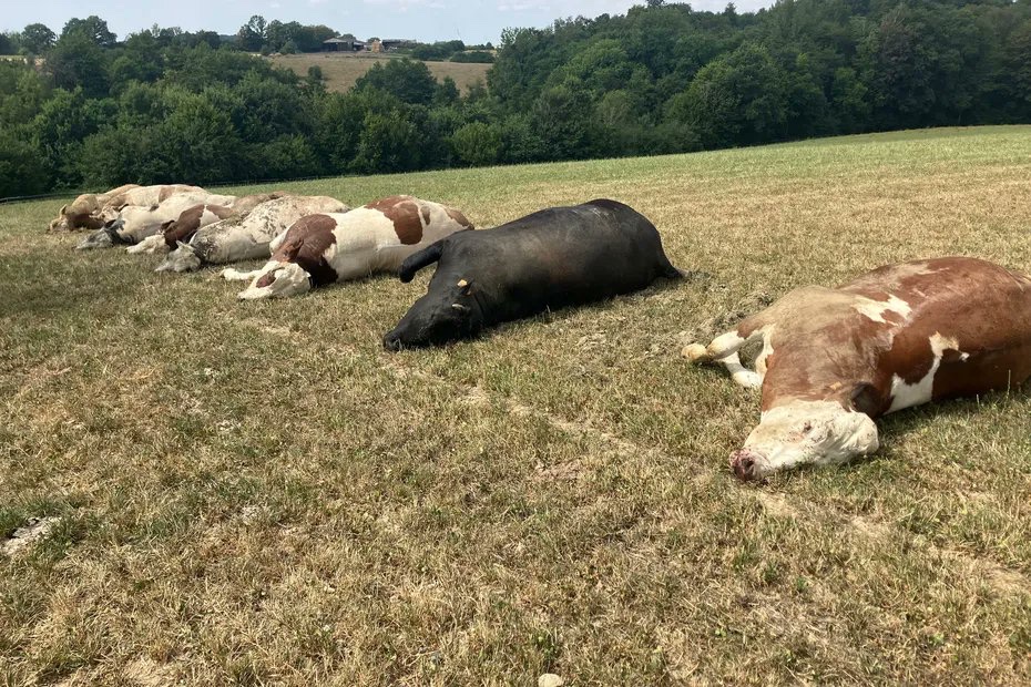 CerfiaFR's tweet photo. 🇫🇷🐄  | Neuf vaches sont mortes de soif dans les Ardennes après que la vanne alimentant leur abreuvoir automatique a été volontairement fermée, selon les premiers éléments de l'enquête.

Les bovins, retrouvés complètement déshydratés, seraient morts d'hyperthermie. Plusieurs autres animaux du troupeau de 400 bêtes restent dans un état préoccupant et sont toujours soignés par un vétérinaire.
(📷Sébastien Valente / France Télévisions)