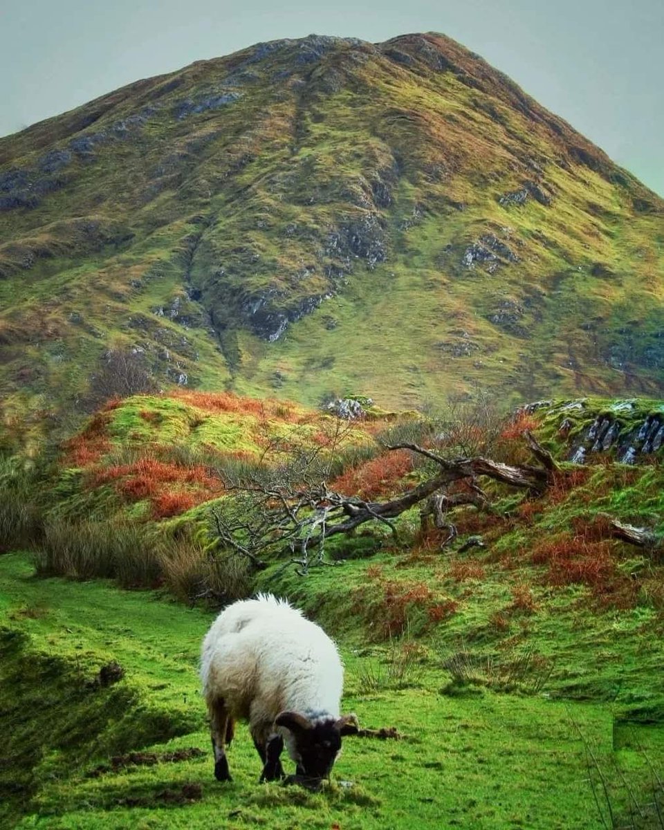 ThisIsIreland3's tweet photo. There is nothing ordinary about the landscape in Connemara. Even if it does not impress some locals 🏞️🐑⛰️

📍 Country Galway-Ireland 🇮🇪 

📸 Ireland's Scenic Connemara 

#Ireland #Connemara #Galway #Landscapes #Sheep #Wildatlanticway https://t.co/zi8SHL8Fvi