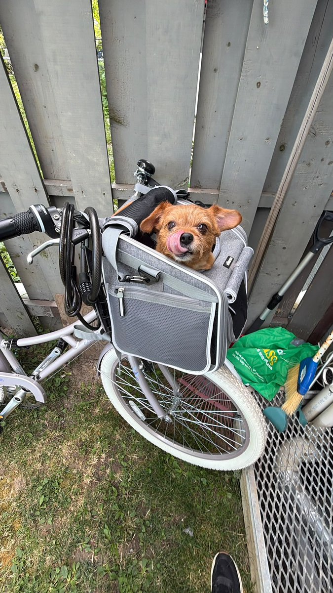 patrawillis5000's tweet photo. #Doggy #Bike #Ride https://t.co/c1cVTKoc7Q