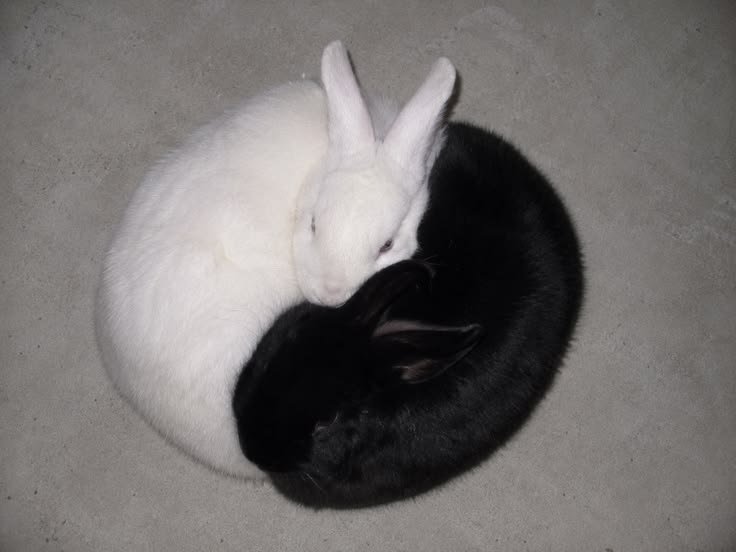 animalpopular9 tweet picture
