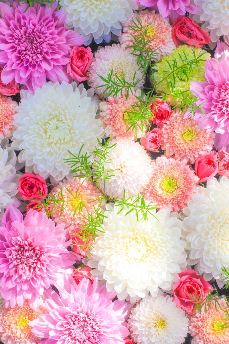 カラフル写真家Ayane.💐 tweet media