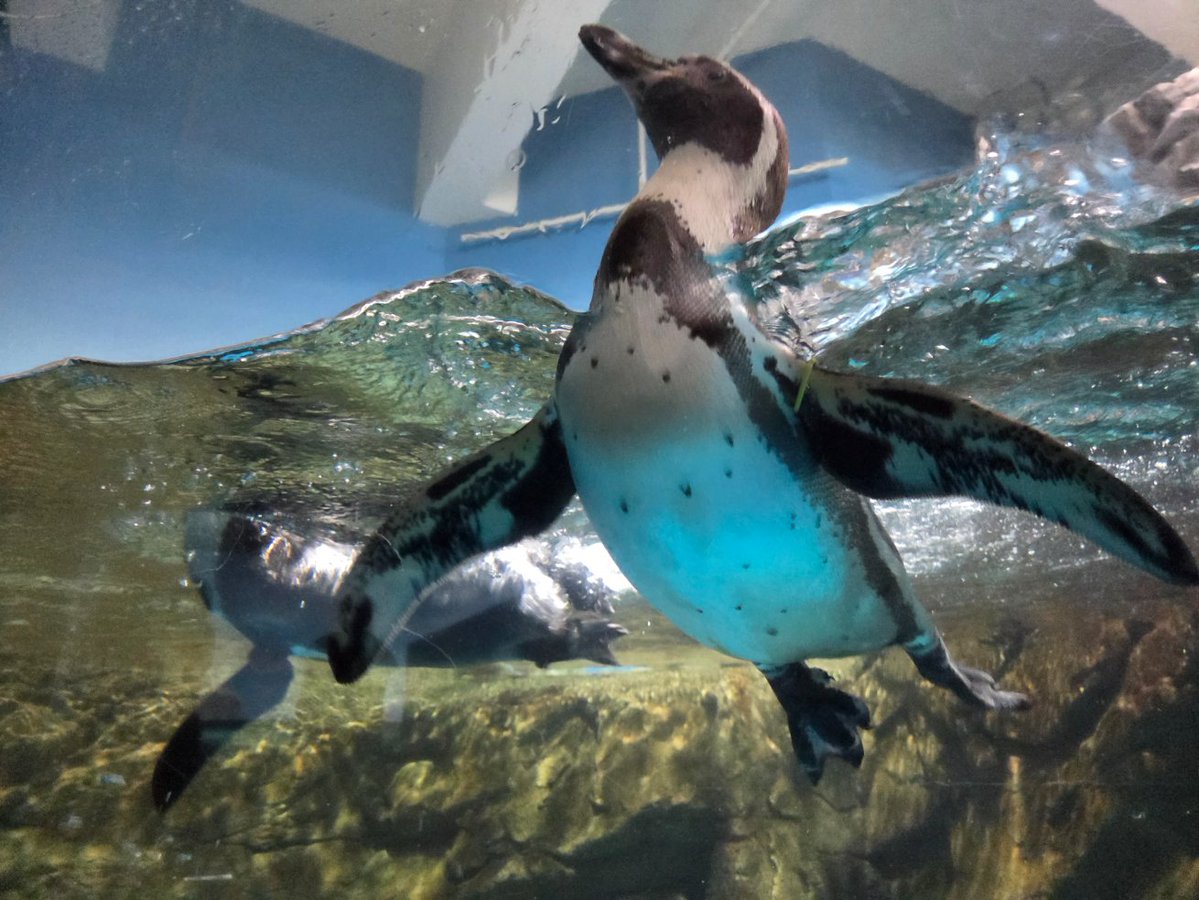 mitt_yon's tweet photo. 浅虫水族館で癒しのじかーん😊 https://t.co/t1EGbQCLjz