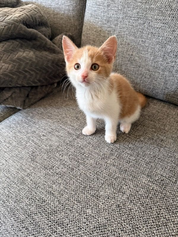 ghuzts's tweet photo. new family member soon 💗🥺 https://t.co/o34eDJAXnL