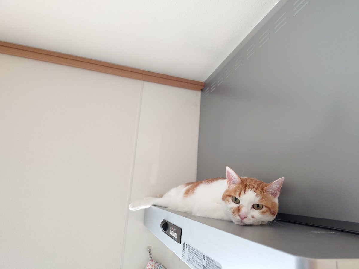 chatathecat2020's tweet photo. いや、ツチノコだったか！？
#茶白猫 #猫のいる暮らし #猫のいる生活 https://t.co/nzwEldGS7y