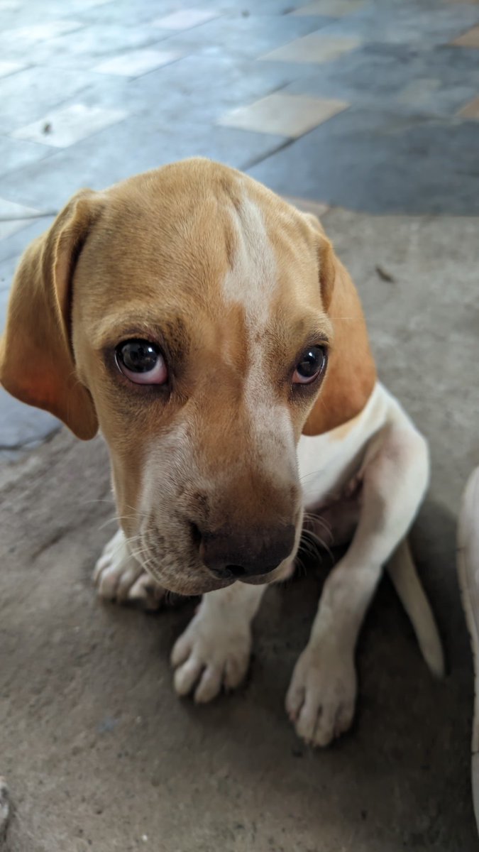 zibibys's tweet photo. pov:ganhei um cachorro com cara de coitado https://t.co/L1D2SFdvM5