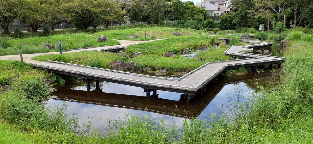 YKo0713's tweet photo. 「境川清住緑地」「三又親水緑地」「丸池公園」…三つ名前がありますが…場所は同じ…三島の「湧水公園」では私的にイチオシ…富士山の三島側溶岩流の南端の窪地…周りを宅地に囲まれてますね…季節毎に動植物が変わるので通年愉しめます… https://t.co/8TqsmBtvJh