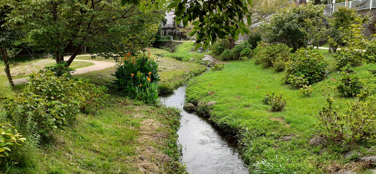 YKo0713's tweet photo. 「境川清住緑地」「三又親水緑地」「丸池公園」…三つ名前がありますが…場所は同じ…三島の「湧水公園」では私的にイチオシ…富士山の三島側溶岩流の南端の窪地…周りを宅地に囲まれてますね…季節毎に動植物が変わるので通年愉しめます… https://t.co/8TqsmBtvJh