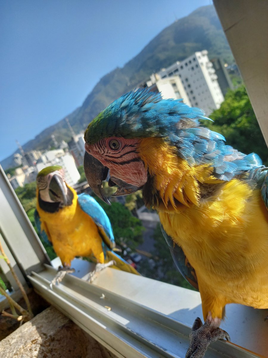 karelisjvc's tweet photo. 🪶Otras más, de las únicas bellezas que llegaron en horario matutino, algo tranquilo el día...😏🥰

📸
1y2: Estela
3: Estela y Adán
4: Estela, Adán y Eva

⤵️ 3/9

#guacamaya #macaw #photo #style #landscape #fotos #pics #picoftheday #photographie #loveit #today https://t.co/3SOyGdaqk0