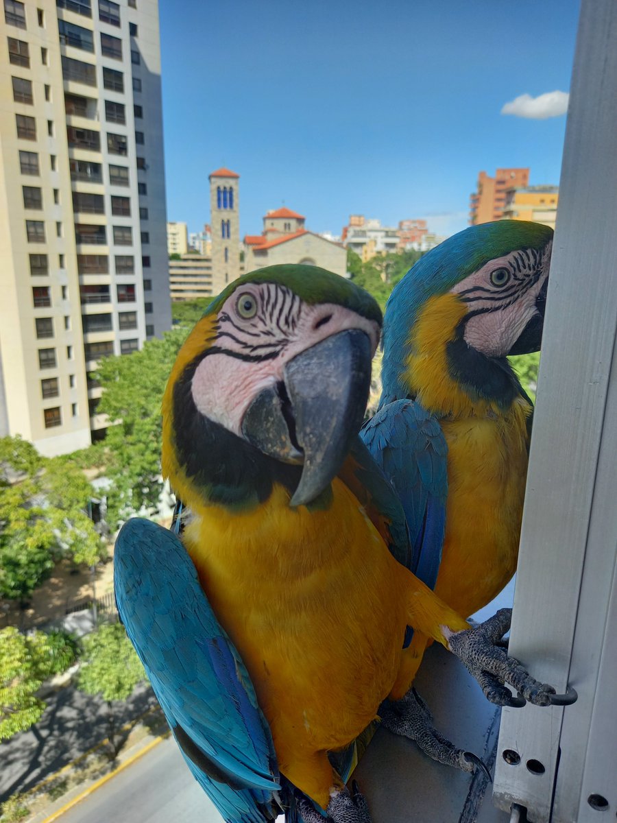 karelisjvc's tweet photo. 📸 1: otra de Chipilina-2do plano y su pareja🥰

🪶Pausa y🥳
🦜Homero-📸 2, Marge, Lisa y Bart Simpson

📸
3: Homero y Marge
4: bb Lisa

🪶Venían en vuelo 3, se desvían, luego otros 3 y éstos sí se suman a los Simpson😅
🦜Pepito y su pareja

⤵️ 5/9

#photo #landscape #pics #love https://t.co/r8iGvrkySK