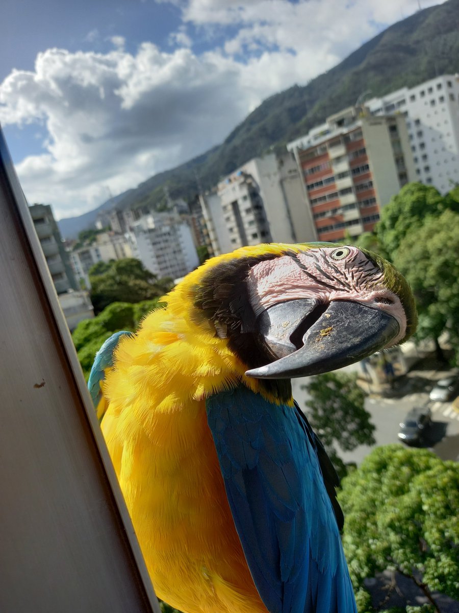 karelisjvc's tweet photo. 📸 1: otra de Chipilina-2do plano y su pareja🥰

🪶Pausa y🥳
🦜Homero-📸 2, Marge, Lisa y Bart Simpson

📸
3: Homero y Marge
4: bb Lisa

🪶Venían en vuelo 3, se desvían, luego otros 3 y éstos sí se suman a los Simpson😅
🦜Pepito y su pareja

⤵️ 5/9

#photo #landscape #pics #love https://t.co/r8iGvrkySK