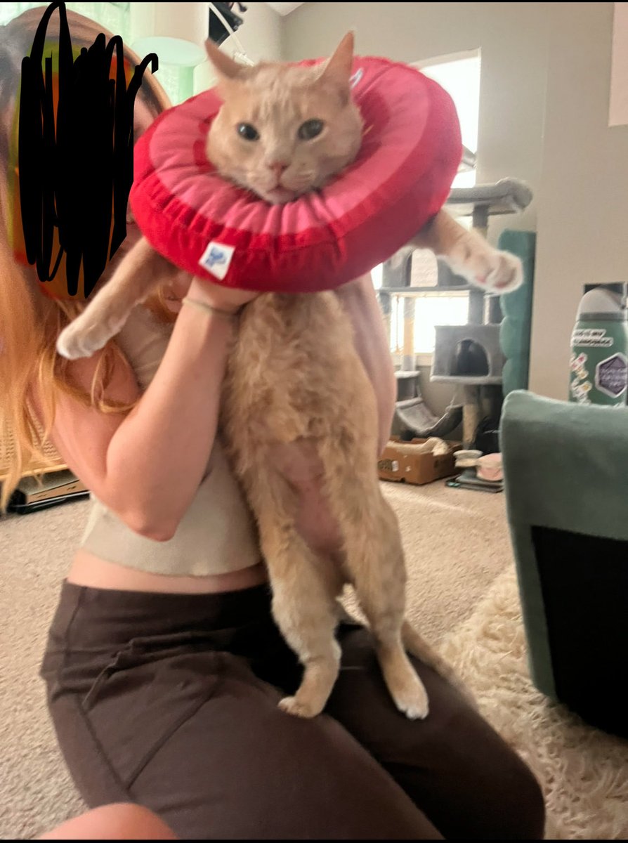 rifflexielian's tweet photo. Please look at my friend’s cat https://t.co/pnmu7qBivp