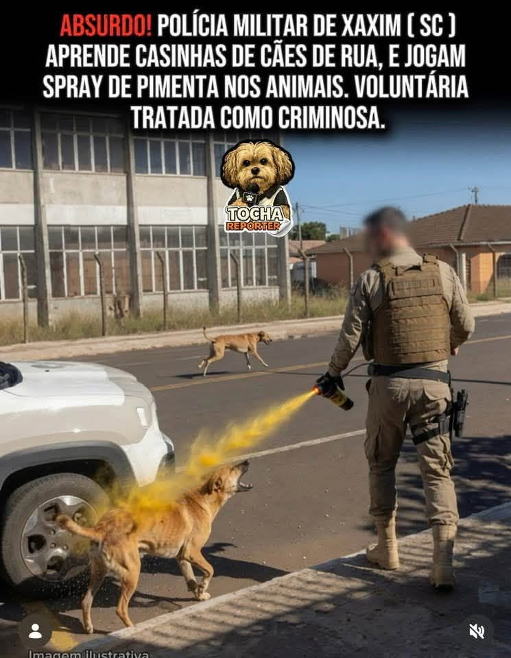 ribeirotrilhas's tweet photo. Na cidade bolsonarista de Xaxim-SC, a PM retirou as casinhas dos cães comunitários,  jogou gás de pimenta nos aminaks e ameaçou prender a protetora e abater os animais https://t.co/ZxYOWOFhLc