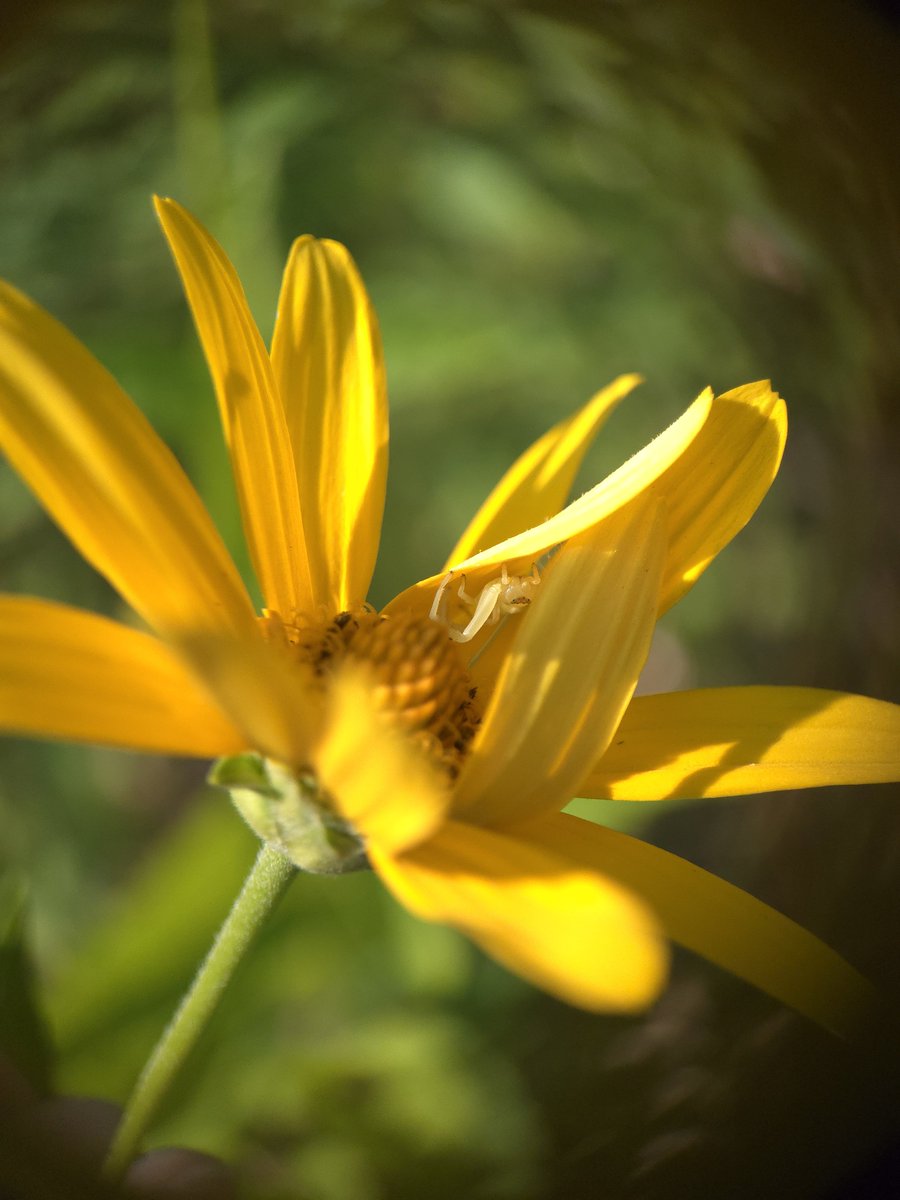 Croblux's tweet photo. This crab spider made her own roof out of a petal 🤍 https://t.co/QD94Fcjckm