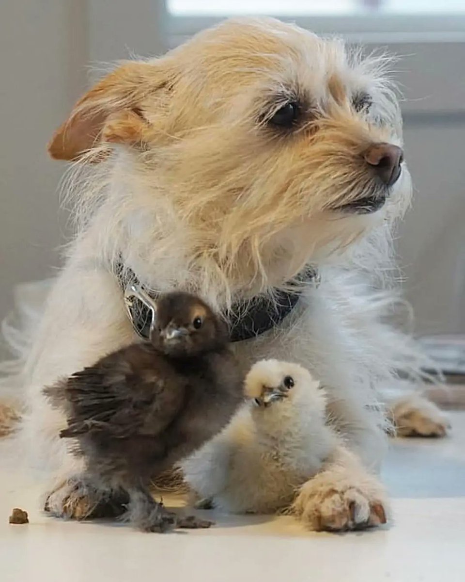AcervoCharts's tweet photo. Homem adota os animais mais rejeitados dos abrigos para que eles conheçam o amor antes de partir.

Steve Greig já adotou cães idosos, gatos, galinhas, patos, porcos e outros animais que ninguém escolheu. https://t.co/0tN5RLo6r9