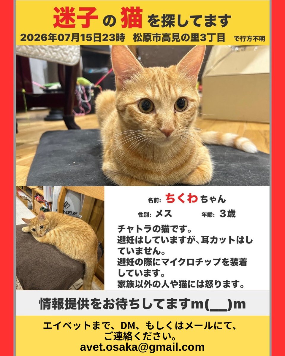 avet_osaka's tweet photo. 【迷子猫さんを捜しています。】
※拡散希望
⁡
2026年7月15日（水）23時頃から、大阪府松原市高見の里３丁目付近で行方不明になっている、茶トラ猫のちくわちゃんを捜しています。
⁡
お気づきのことがございましたら、エイベットまでDM、もしくはメールにて、ご連絡お願いいたします。 https://t.co/ySUFYbQCHF