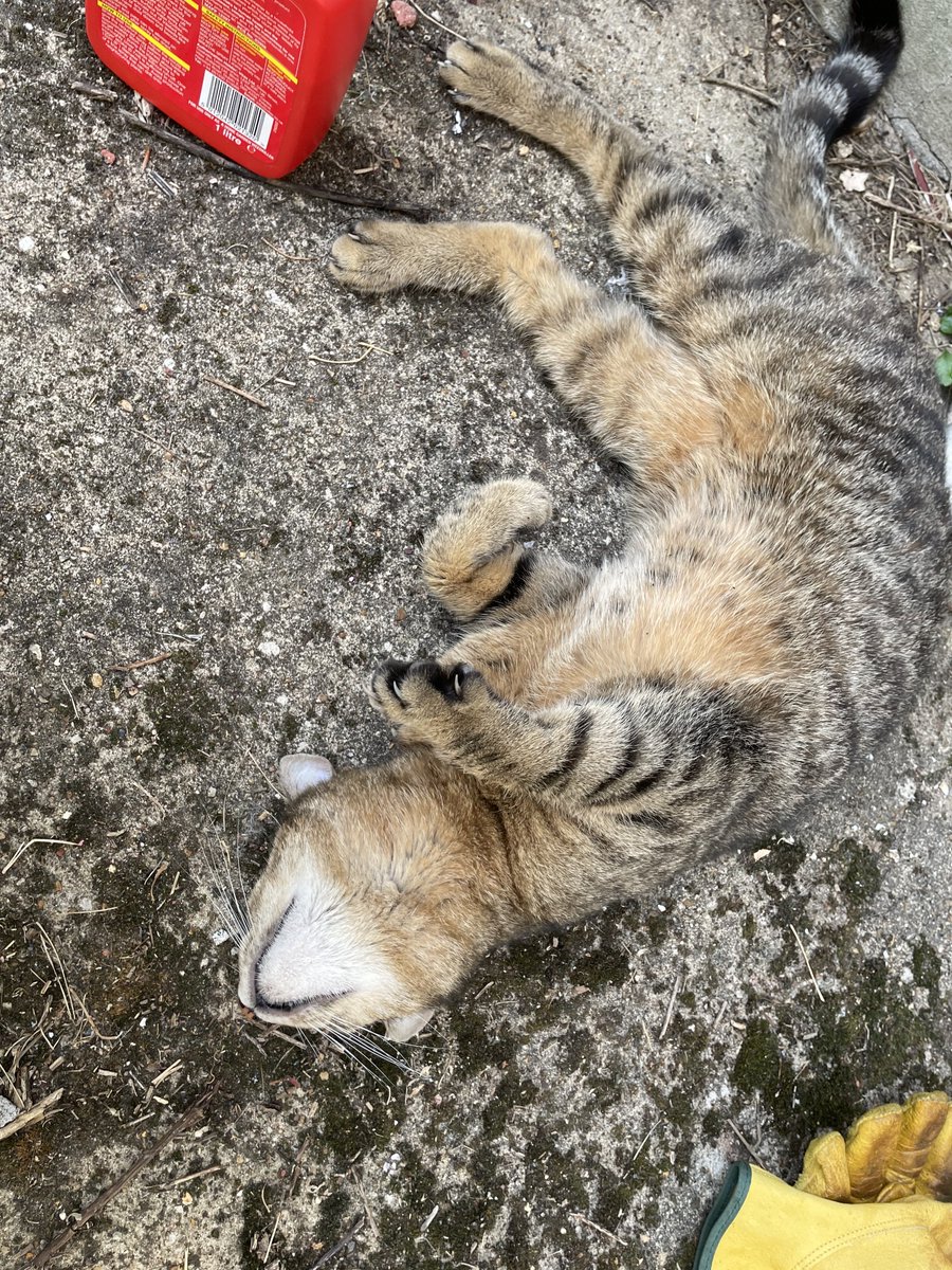 StevenGass10's tweet photo. @stuzi_pants I only have this one to contend with, it's not mine, it just stops me from clearing the garden and demands to be let in to watch TV 🙄😸 https://t.co/RYYLuHRO5d