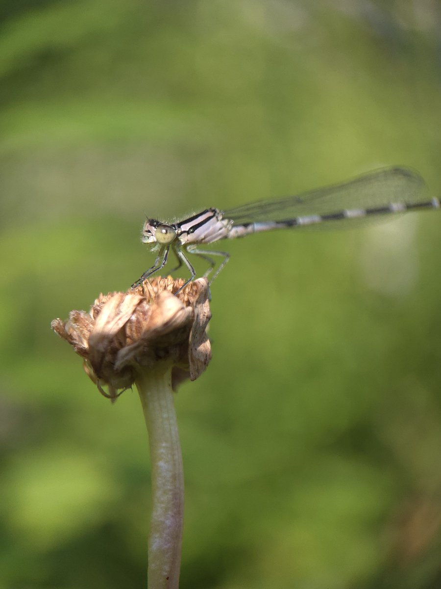 Croblux's tweet photo. Damselflies 🤍 https://t.co/5d275eAS3T