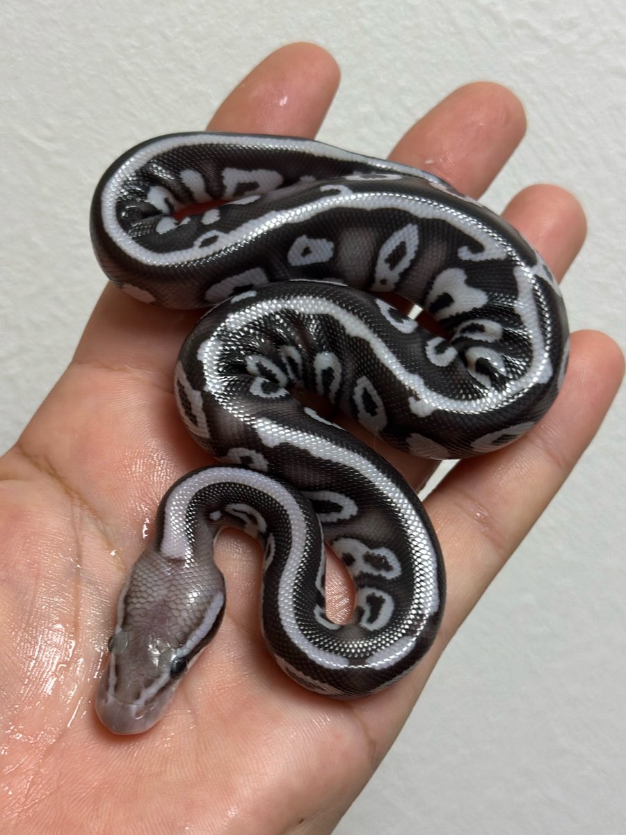 lilballs0905's tweet photo. No. Lil26013
Mojave Leopard Blackhead Hypo Black Axanthic(TSK) Het Pied ♂
Pastel DG het TSK Axanthic ♀
6 Balls
#ボールパイソン
#LilCB https://t.co/MzpqU6iiDw