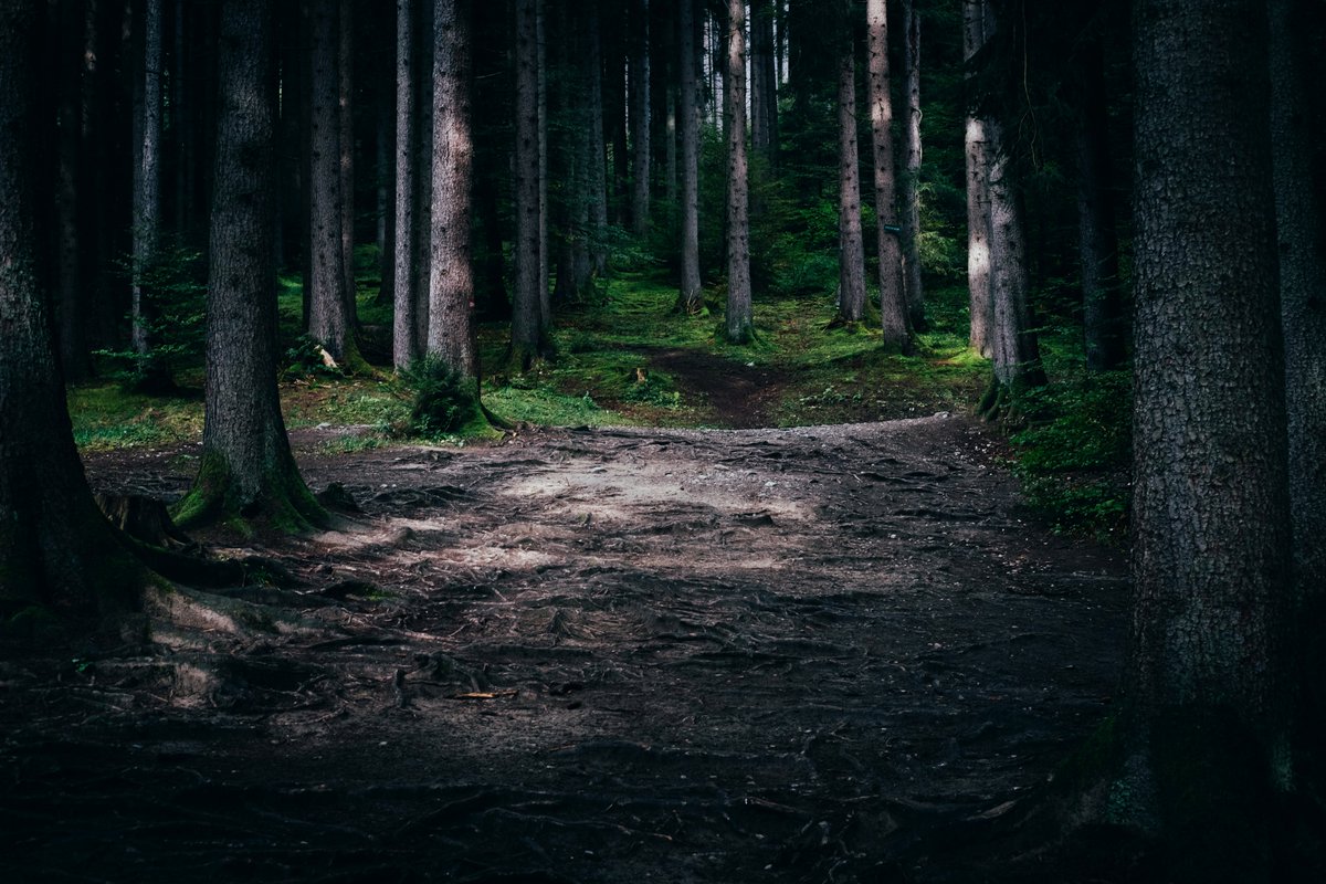 greenvibe's tweet photo. Forest whisper. https://t.co/uUd7PuxKWF