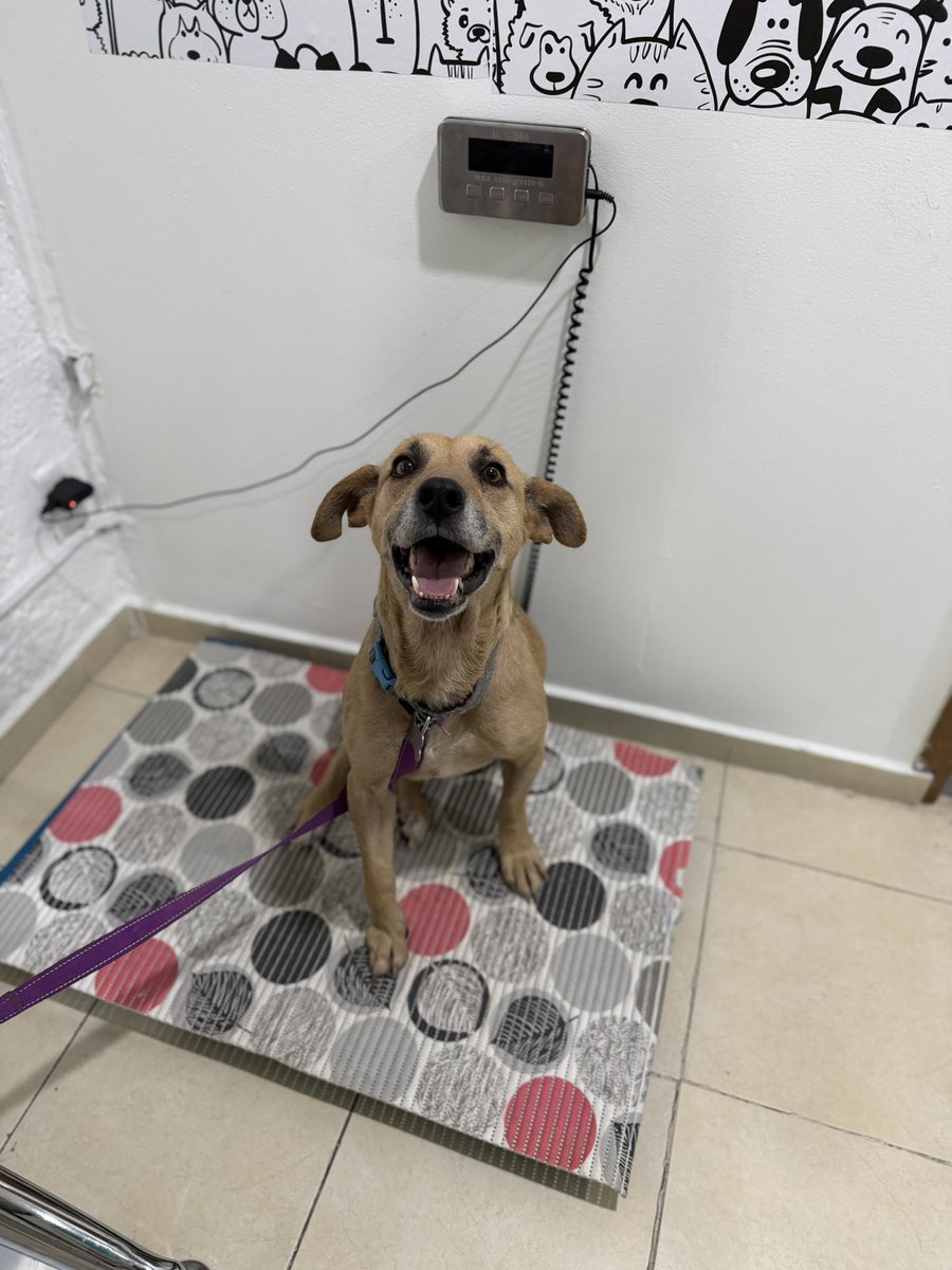 Alina_Gag's tweet photo. Hoy tuvimos veterinario con Rima

Le quitamos puntos de la esterilización

Descubrimos que aún queda un poco de TVT (tumor) :( es el caso más severo que he visto

Pero la buena es que con una sesión más de quimio va a sanar ❤️‍🩹

Es la perra mas feliz del mundo https://t.co/Ewl6jYYB7W