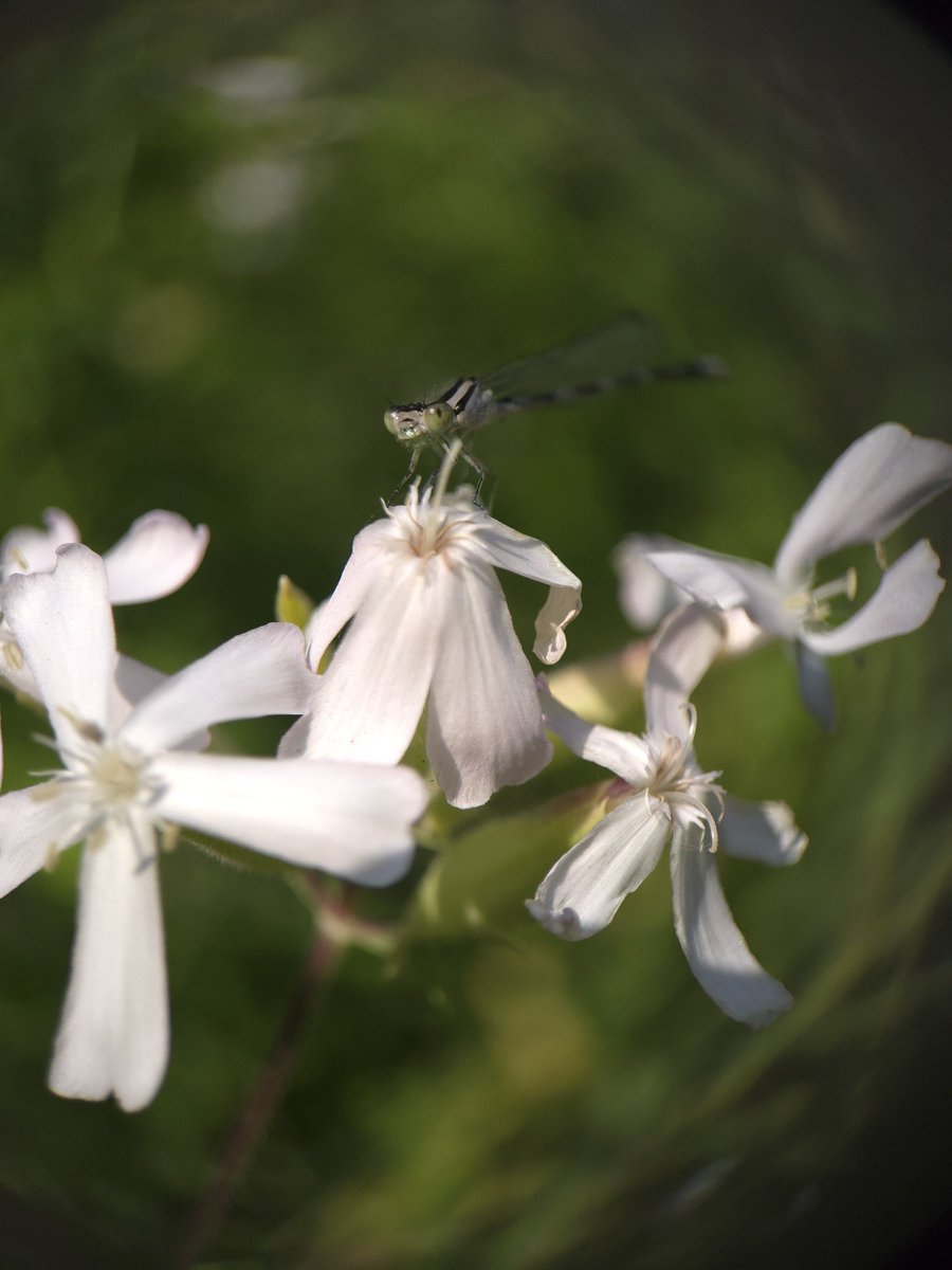 Croblux's tweet photo. Damselflies 🤍 https://t.co/5d275eAS3T