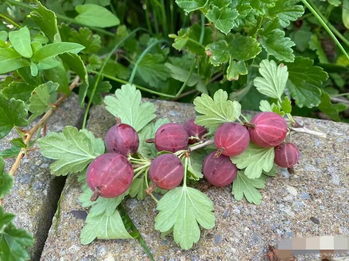 Tiffany47770806's tweet photo. Just tried the new organic cherry tomatoes from the local farm—super juicy, naturally sweet, and no weird aftertaste! Perfect for salads or snacking, 10/10 would recommend https://t.co/VAhoEC0Dly