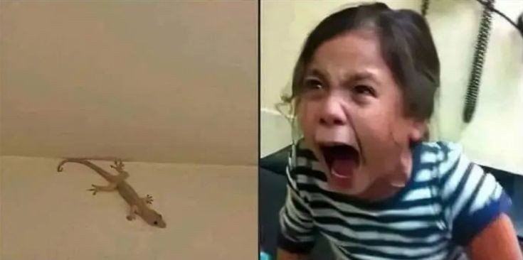 Chocogramz_'s tweet photo. Lizard doing nothing                        Girls https://t.co/1s9XpG1XkG