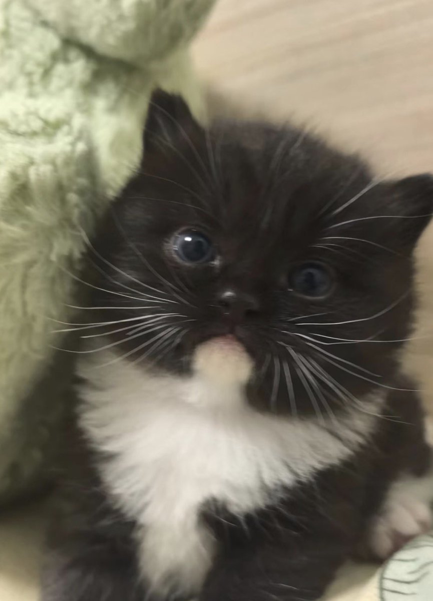 twaniimals's tweet photo. https://t.co/jPccRNwFUj
