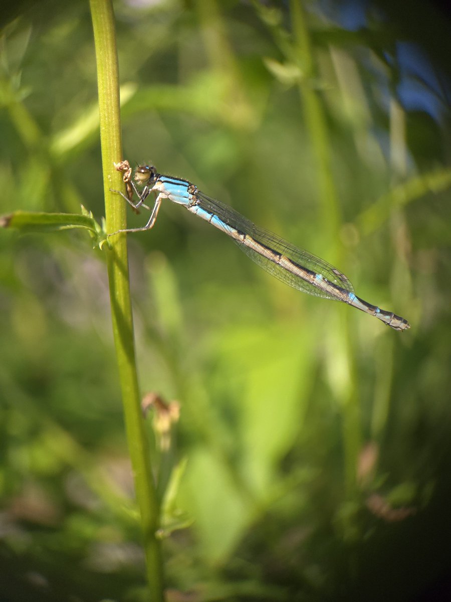 Croblux's tweet photo. Damselflies 🤍 https://t.co/5d275eAS3T