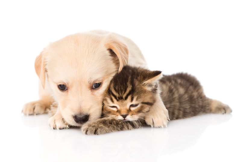 FultzKimbe87378's tweet photo. My pup’s gentle nudge + warm purr (yes, my cat joins too) = the only vibe I need to beat the blues today https://t.co/Tq2Rv3tpQK