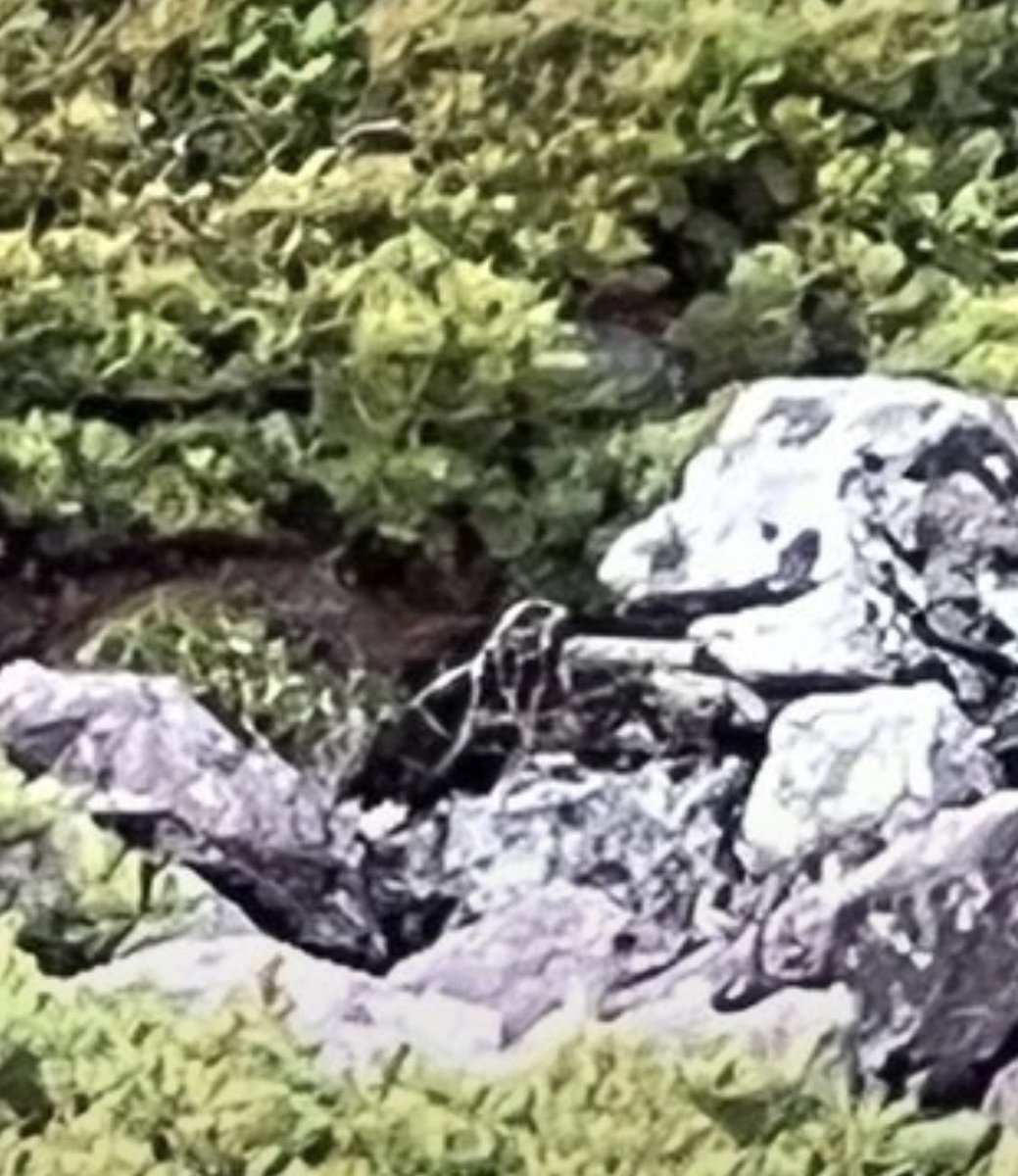 YAMATO302_game's tweet photo. @muddy_ragi これかなぁ？🤔
一眼担いで山登り。。考えたくないなぁ https://t.co/G4eNkElY3K