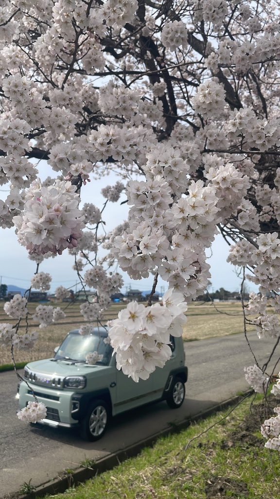 taf_98_'s tweet photo. 4月
桜を見に🌸 https://t.co/93UXV6q3zH