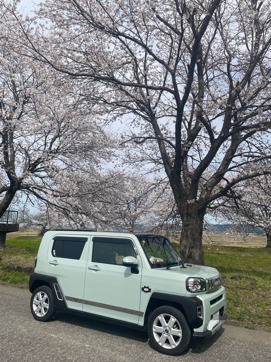 taf_98_'s tweet photo. 4月
桜を見に🌸 https://t.co/93UXV6q3zH