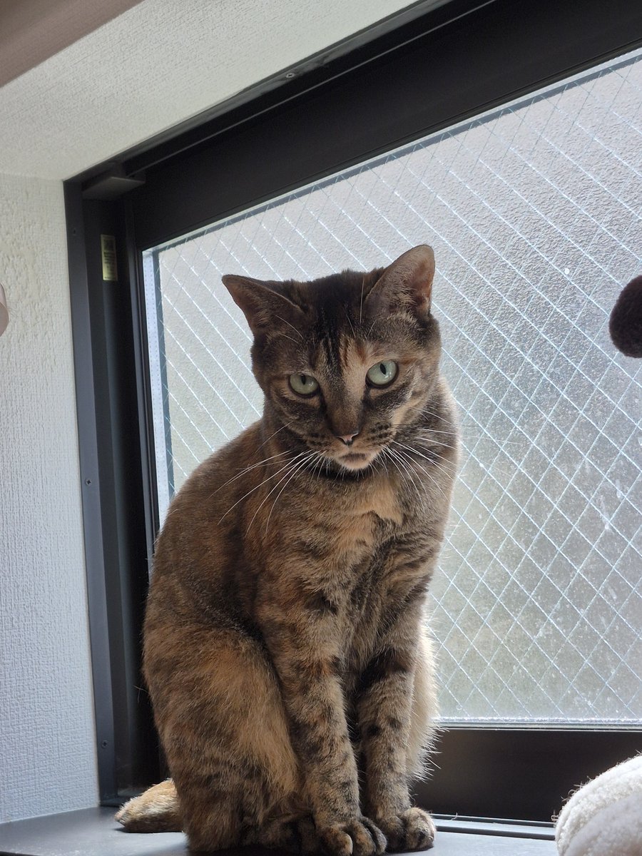 tortoiseclam's tweet photo. 外は猛暑だけどここは安心  #要にゃんこ亭  #要にゃんこ亭卒業生 https://t.co/VwJ3OZ0l3W