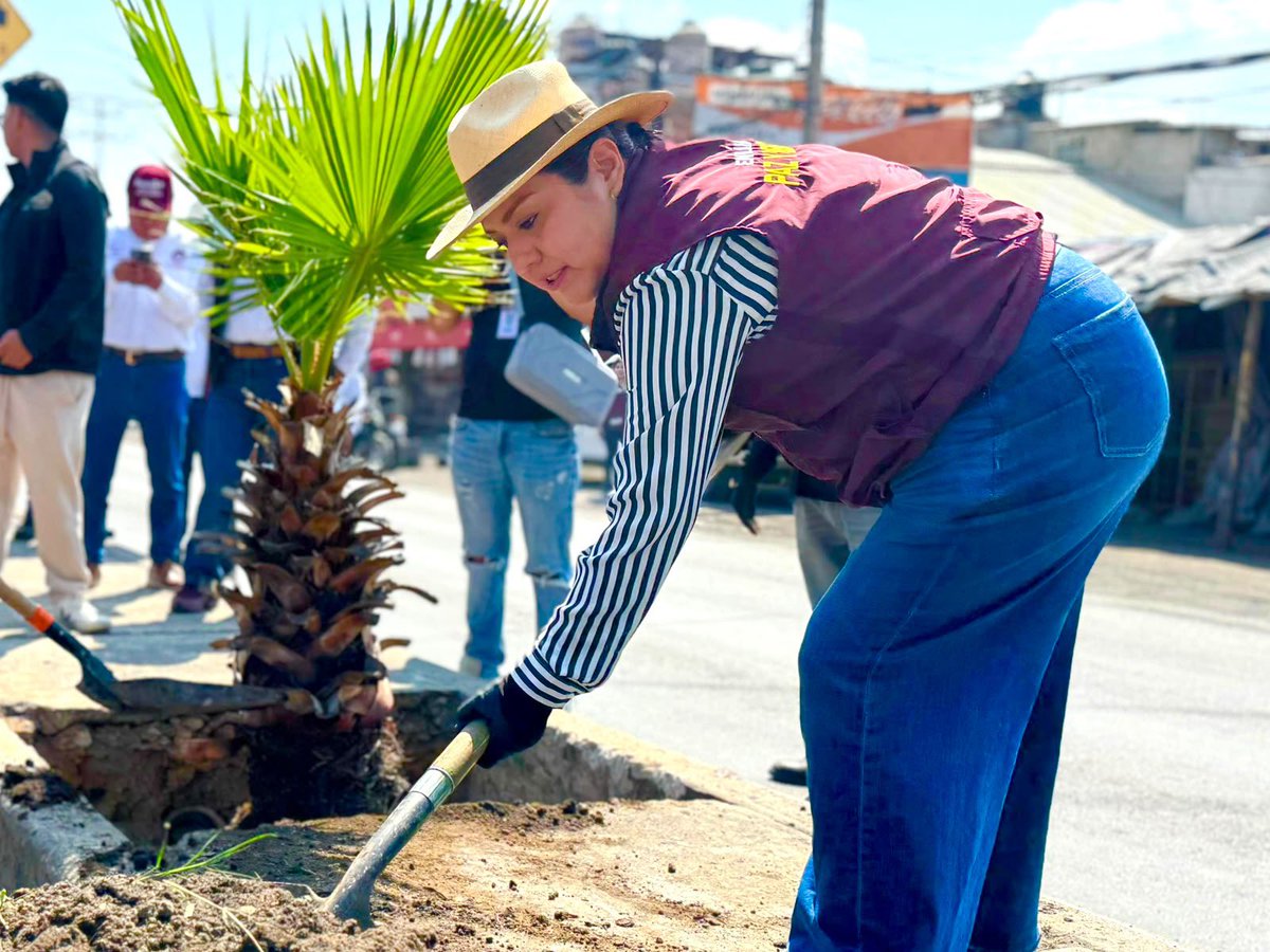 bereheca's tweet photo. Sembrar un árbol es sembrar esperanza para las nuevas generaciones. 🌳💚

En Eje 10 continuamos con la reforestación, plantando alrededor de 300 palmeras Washingtonia, además de árboles de Fresno, Callistemon y Sangre Libanesa, para construir un #Tláhuac más verde, limpio y con mejor calidad de vida.

Juntas y juntos seguimos sembrando el futuro que nuestra comunidad merece.

#JuntasYJuntosLoEstamosLogrando @TlahuacRenace