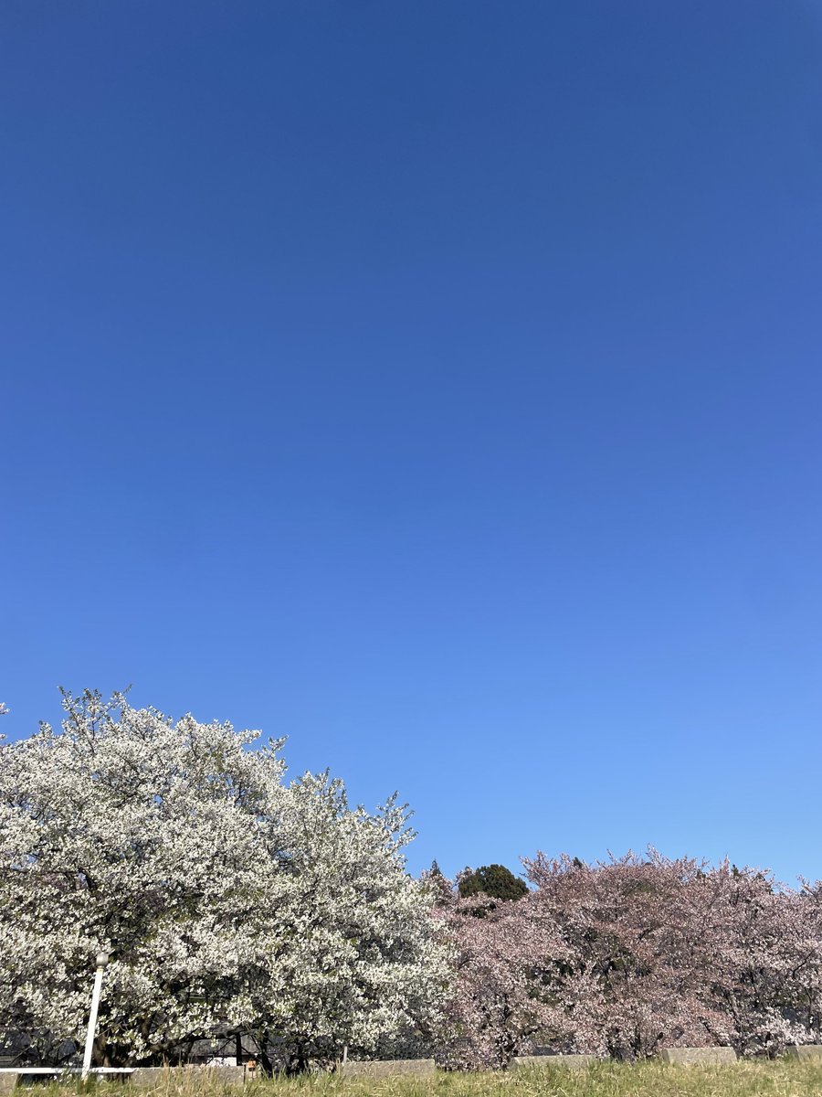 taf_98_'s tweet photo. 4月その②

神林まで行ってお花見🌸 https://t.co/SZAdSj3kDv