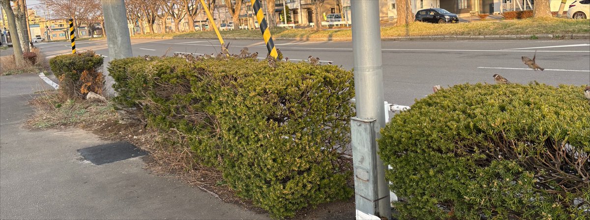 ne3hido1's tweet photo. 画像フォルダにあった写真
なんだっけ？と思って手前の生け垣をズームしたら…

鈴なり状態の様子でした𓅫⸒⸒ https://t.co/UPPzymn7j9