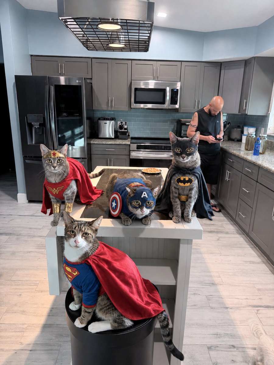 tracybeanz's tweet photo. Cat family, Superhero edition. https://t.co/Q4GiYavUO8