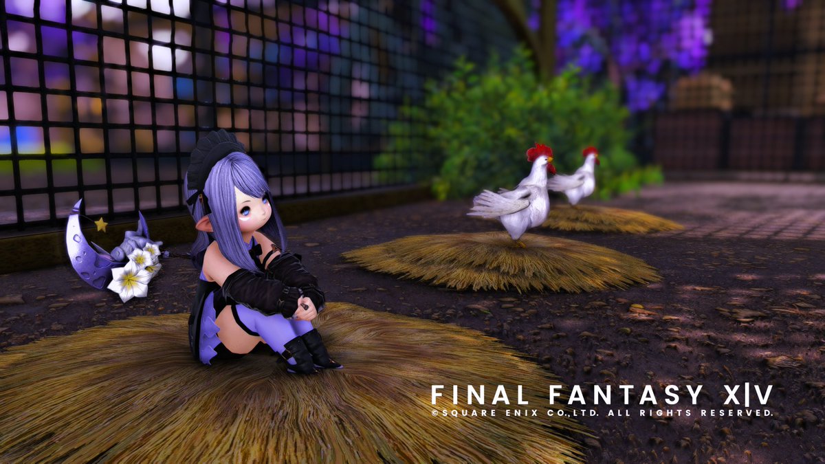 anko_ff's tweet photo. こけこっこ https://t.co/wlWJAEFq2T