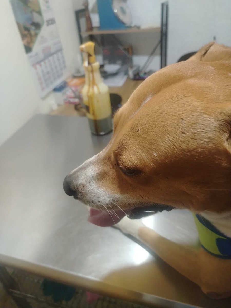 lyssitta's tweet photo. JULIO 🐕
Se llevó de emergencia este día  a Vet-Pet Animal Home  para que le revisaran una herida que ya estaba con pus
En la vet le hicieron limpieza y curación de la lesión , le aplicaron antibiótico de amplio espectro y se le compró analgésico 
Se pagaron $24
Gracias al amigo Salvador que lo llevó a la vet  🙏
También se le compró la Bravecto para las garrapatas $39.67 en TUVET
Esto fue posible gracias a las personas que se han unido al caso de Julio Canelo 🥹
🐾OBY y ARTURITO $10
🐾ANÓNIMO $25
🐾RAFA CALDERÓN $5
🐾JOEL MERCADO $5
🐾ERICK  OLIVARES $5
🐾EVELYN CUADRA $5
🐾ZULMA HERRERA $5
🐾ANÓNIMO $5
Oro y miel a sus manos ✨️

Hay que hacerle curaciones diarias y la siguiente cita la tiene el 27 de julio 
De las donaciones recibidas queda a favor $1.33
Julio es un perrito comunítario que fue abandonado en la zona industrial de San Bartolo...