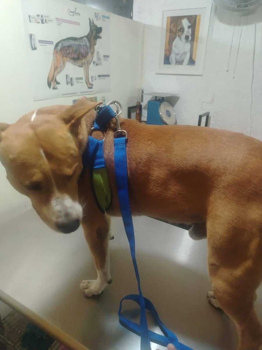 lyssitta's tweet photo. JULIO 🐕
Se llevó de emergencia este día  a Vet-Pet Animal Home  para que le revisaran una herida que ya estaba con pus
En la vet le hicieron limpieza y curación de la lesión , le aplicaron antibiótico de amplio espectro y se le compró analgésico 
Se pagaron $24
Gracias al amigo Salvador que lo llevó a la vet  🙏
También se le compró la Bravecto para las garrapatas $39.67 en TUVET
Esto fue posible gracias a las personas que se han unido al caso de Julio Canelo 🥹
🐾OBY y ARTURITO $10
🐾ANÓNIMO $25
🐾RAFA CALDERÓN $5
🐾JOEL MERCADO $5
🐾ERICK  OLIVARES $5
🐾EVELYN CUADRA $5
🐾ZULMA HERRERA $5
🐾ANÓNIMO $5
Oro y miel a sus manos ✨️

Hay que hacerle curaciones diarias y la siguiente cita la tiene el 27 de julio 
De las donaciones recibidas queda a favor $1.33
Julio es un perrito comunítario que fue abandonado en la zona industrial de San Bartolo...