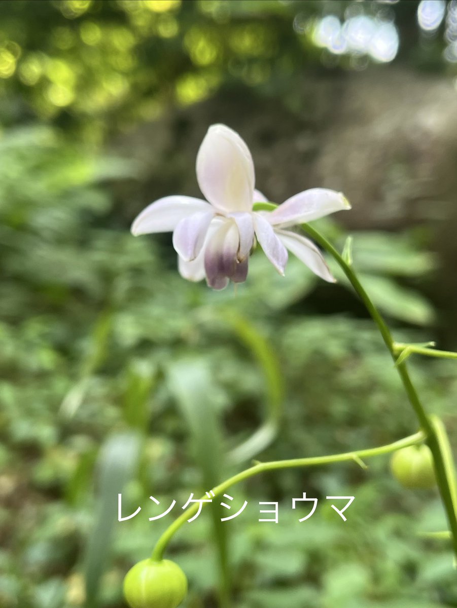 Junko_Squirrel's tweet photo. 六甲高山植物園 https://t.co/gEthTI3NfG
