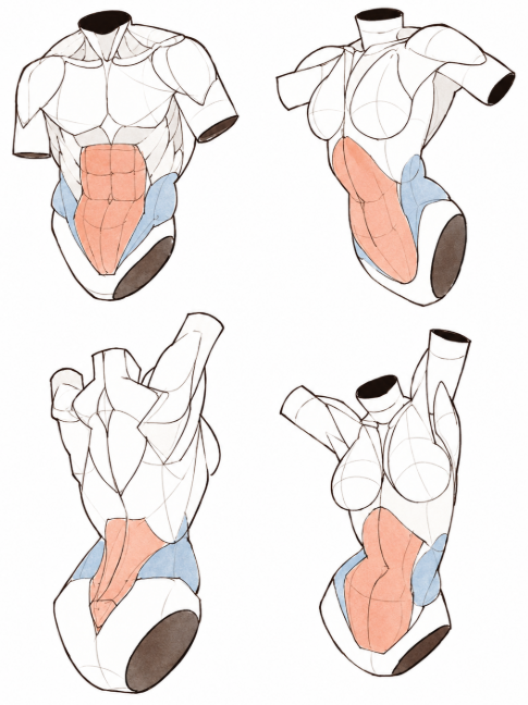 ChromaFlowx's tweet photo. female lower back and abdomen https://t.co/0S2kcY9QIX