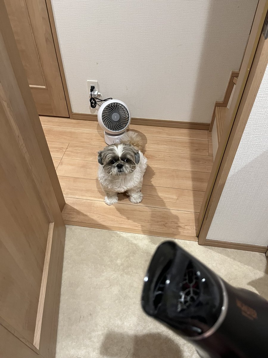 tanuki20200215's tweet photo. ゴシュジンのドライヤー待ち https://t.co/MLT7SjUDh2