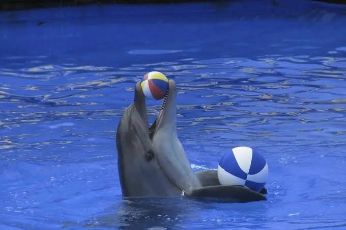 Dementhetv's tweet photo. Animales como entretenimiento https://t.co/lzXswChpjO