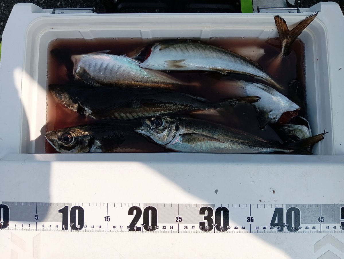 Turizukitattun's tweet photo. 2026年7月24日
手漕ぎボート
アジ
クーラー満タン←数え忘れ
最大43cm https://t.co/iObTWe9PI8